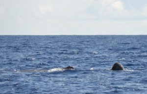 Whalewatching Azoren Wale