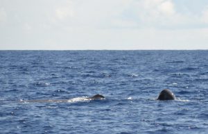 Whalewatching Azoren Wale