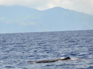 Whalewatching Azoren Pottwale