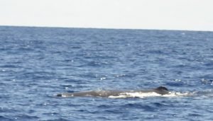 Whalewatching Azoren Wale