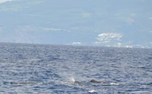 Whalewatching Azoren Pottwale