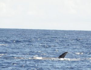 Whalewatching Azoren Wale