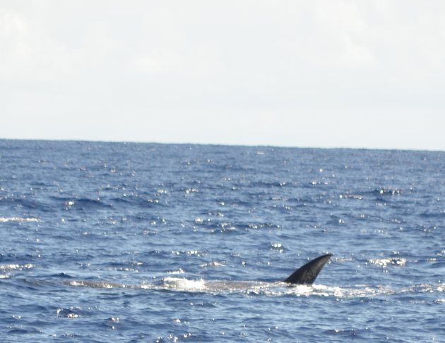 Whale watching Azoren Wale