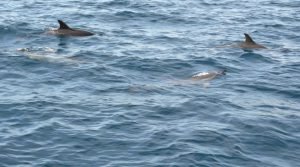 Whalewatching Azoren Delfine