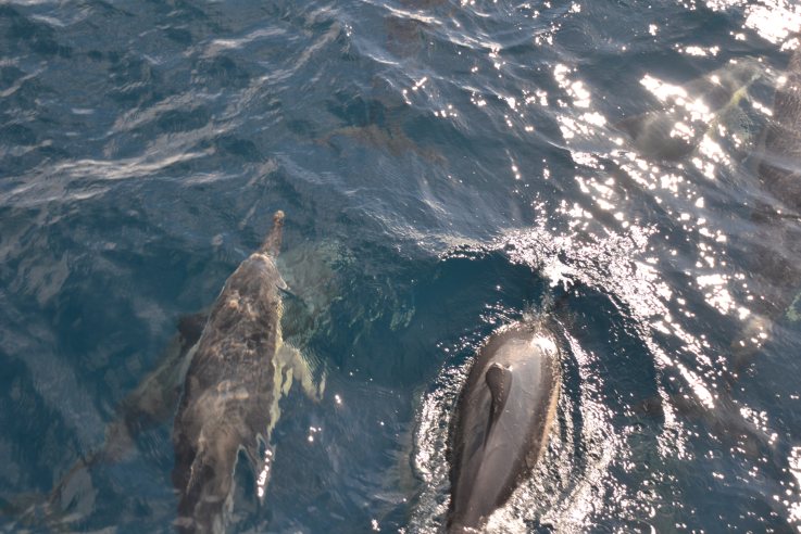 Whale Watching auf den Azoren