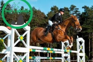 Hindernis beim Springreiten mit 4 Buchstaben